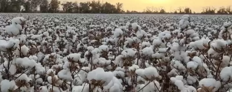 新疆胡杨河市特产的要点和解读？了解胡杨河市特产需关注哪些关键信息？-会东网