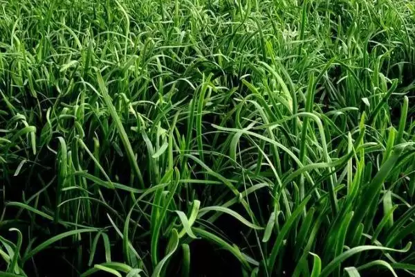 韭菜的种植时间 ,韭菜在哪些季节可以进行播种呢？插图2