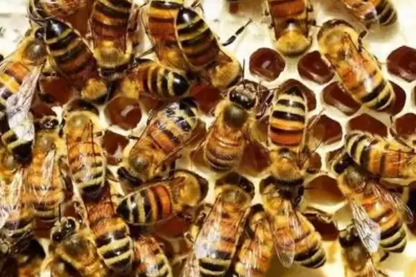 蜜蜂品种和优缺点介绍，包括中华蜜蜂、意大利蜂、东北黑蜂等种类插图8