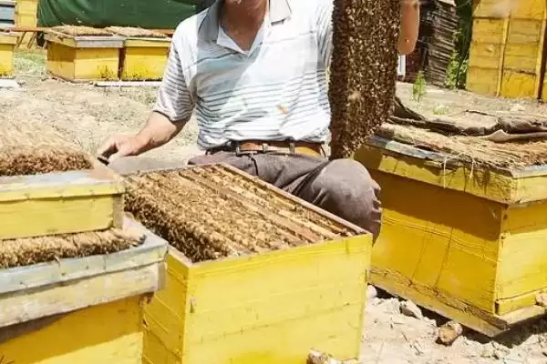 养蜂相关知识，需注意防治蚂蚁、胡蜂等天敌插图3