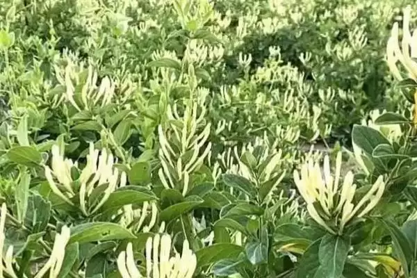 金银花的种植方法 ,金银花可以采用什么方法种植插图2