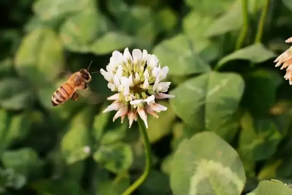 蜜蜂的物种分类，蜂种不同分工不同插图4