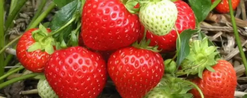 草莓的种植技术，生长温度控制在15-20℃之间为佳-会东网