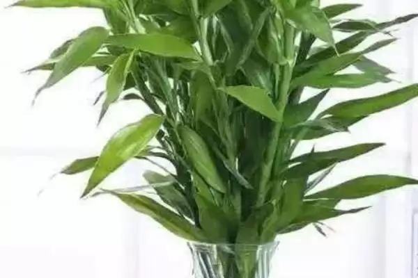 盆栽富贵竹养殖技巧:温暖环境中生长的关键要点插图3 盆栽富贵竹养殖技巧:温暖环境中生长的关键要点插图3