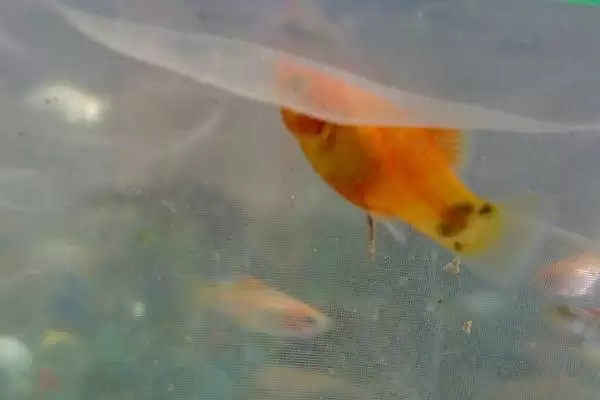 红鱼变黑的原因，主要是由于水中出现细菌引起的插图2
