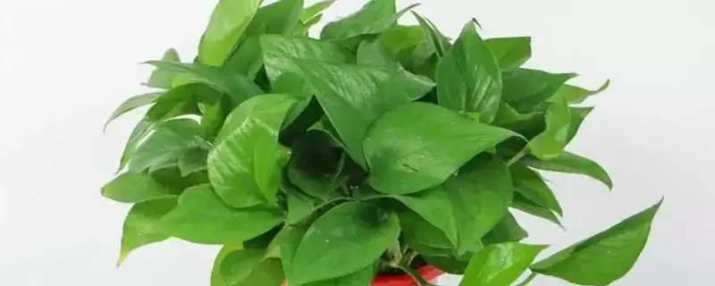 有哪些适合寝室养的植物，可以养绿萝、苹果竹芋等-会东网