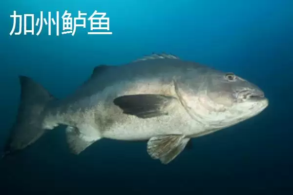 鲈鱼和加州鲈鱼有什么区别 ,鲈鱼与加州鲈鱼的区别在哪插图5