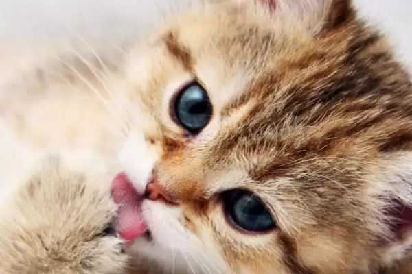 猫咪为什么会吐毛球呢 ,猫咪因毛难消化排出所以吐毛球插图1