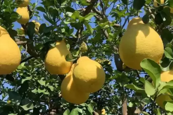 了解柚子成熟时间的方法和重点？了解柚子成熟时间要做好哪些细节？插图3