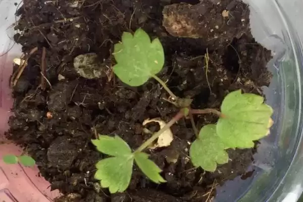 草莓如何播种，与细土拌匀后可撒播至苗床上插图2