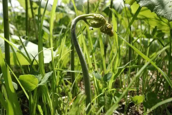 种植蕨菜的效益和前景？种植蕨菜需关注哪些经济收益前景？插图2