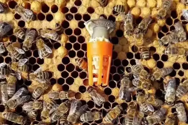 隔王板的种类，根据用法可分为平面隔王板、框式隔王板插图3