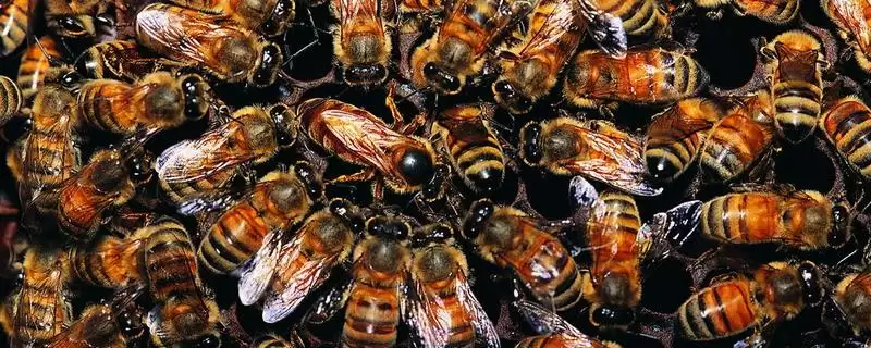 蜂王是如何产生的，分为自然分蜂王、自然交替王、急造王、人工王四种-会东网