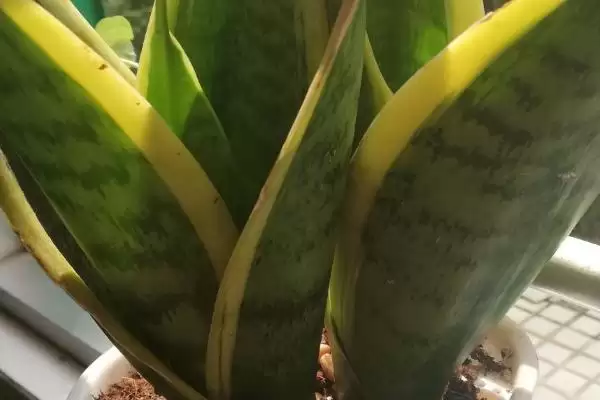 金边虎尾兰的养殖方法 ,如何养殖金边虎尾兰这种植物插图2