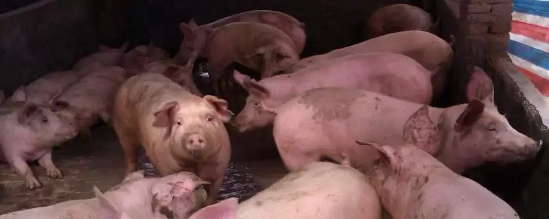 养猪快速增肥的方法和重点?养猪要做好哪些增重管理细节?插图 养猪快速增肥的方法和重点?养猪要做好哪些增重管理细节?插图