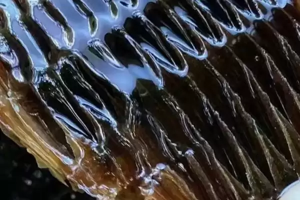 黑蜂蜂蜜简介，是黑蜂采集植物花蜜酿制成的插图3