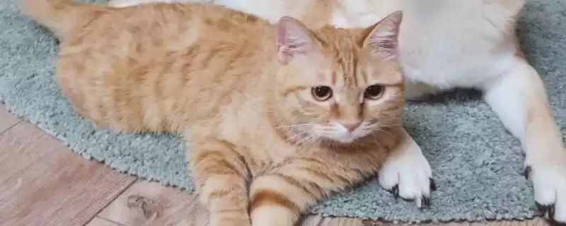 猫为什么会突然咬人呢 ,猫长时间被摸或受惊会突然咬人-会东网