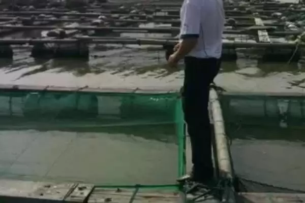 墨鱼要怎么进行养殖才可以呢 ,墨鱼选合适海域后可用网箱进行养殖插图4