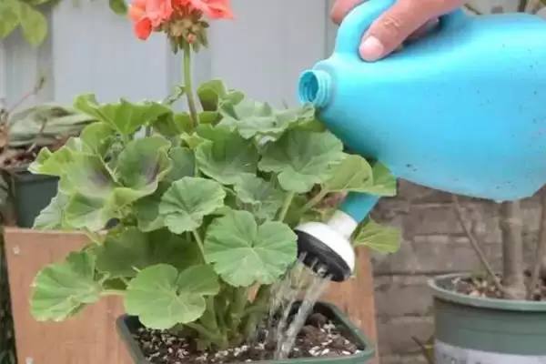 天竺葵的养护方法？养护天竺葵要掌握哪些从光照、浇水到施肥的要点？插图2