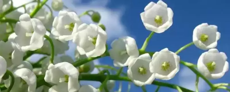 铃兰花苗的价格影响因素 ,铃兰花苗价格因规格如何变化？-会东网