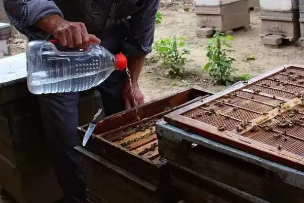 蜂群补助饲喂方法，傍晚可将饲料放入饲喂器插图2