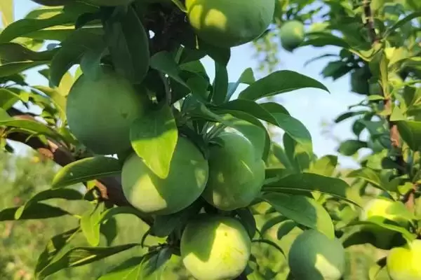 李子属于酸性还是碱性，属于少数酸性水果之一插图1