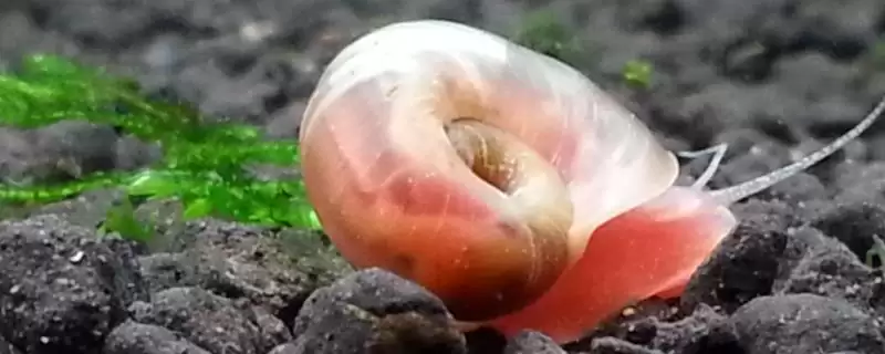 苹果螺有没有毒，属于无毒动物-会东网