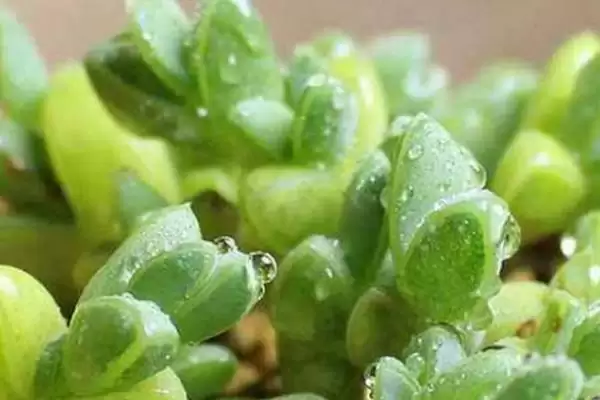 给碧玉莲上盆的方法和重点？给碧玉莲上盆要做好哪些细节？插图4