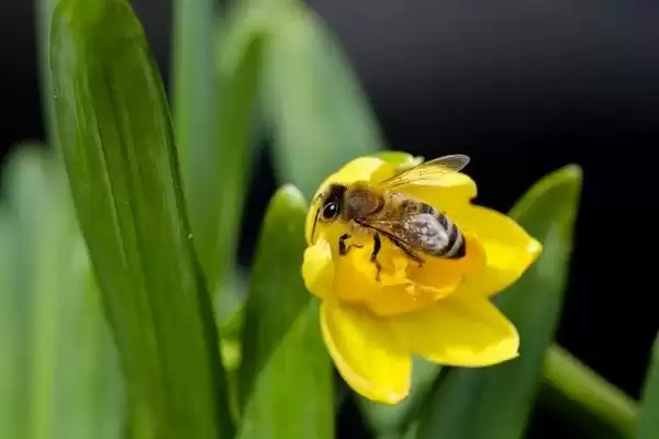 蜜蜂的物种分类，蜂种不同分工不同插图3