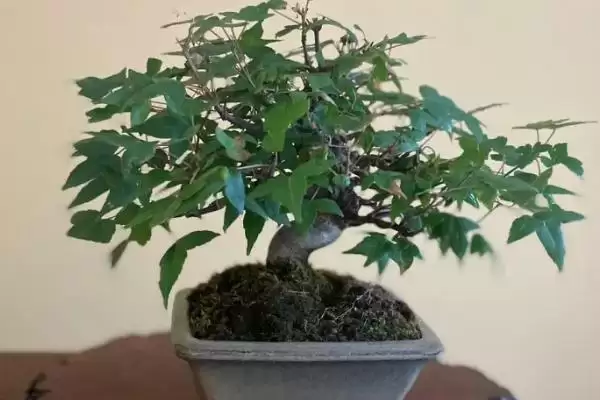三角枫的繁殖方法？繁殖三角枫要遵循哪些科学的繁殖方法和步骤？插图3