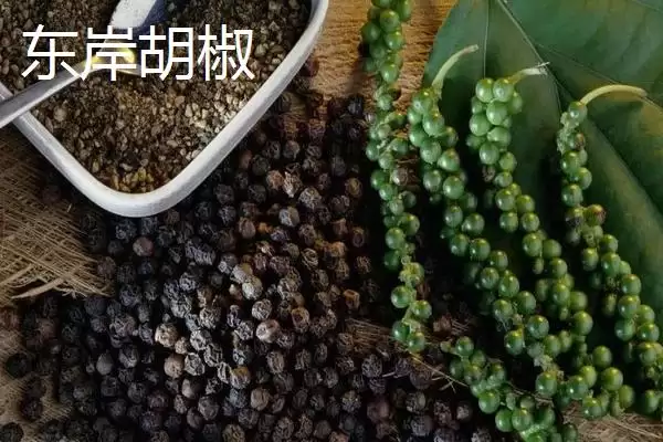 广东省高州市的特产，储良龙眼是著名优良品种插图8
