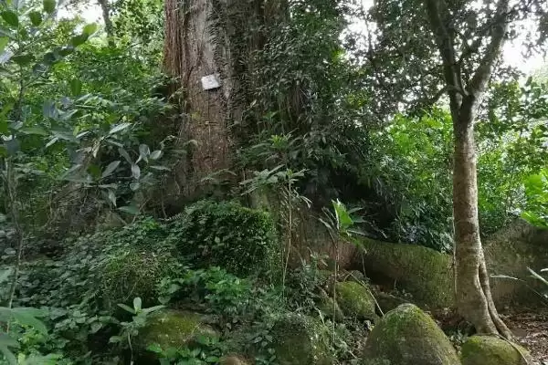 见血封喉的毒性有多强，是世界上最毒的树插图6