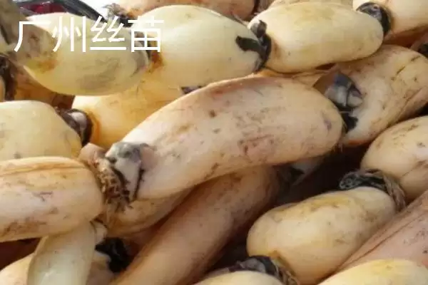 莲藕的优质品种 ,有哪些好吃的莲藕品种推荐呢?插图7 莲藕的优质品种 ,有哪些好吃的莲藕品种推荐呢?插图7