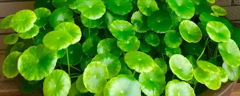铜钱草常见的养殖方式？养殖铜钱草要了解哪些常见的水培、土培等方式要点？-会东网