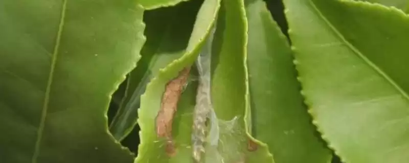 如何防治龙眼卷叶蛾，发现病枝病果要立即剪除-会东网