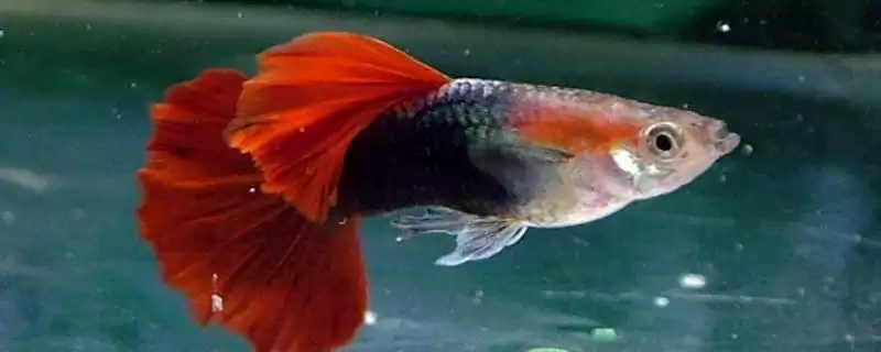 孔雀鱼对黑壳虾的食性 ,孔雀鱼吃黑壳虾是普遍现象吗？-会东网