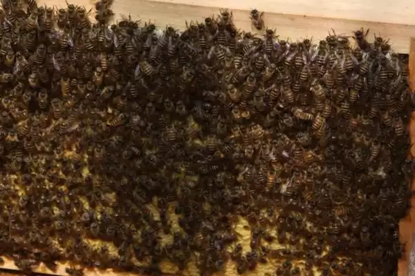 强群失王的表现，往往会焦躁不安插图2