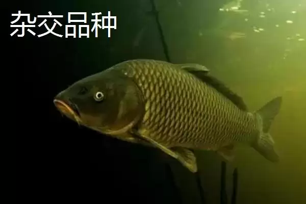 鲤鱼的适宜垂钓时间 ,鲤鱼在不同季节何时好钓？插图5
