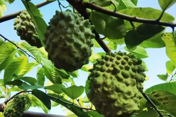 判断用种子种的释迦果能否结果的方法和重点?判断用种子种的释迦果能否结果要做好哪些细节?插图3 判断用种子种的释迦果能否结果的方法和重点?判断用种子种的释迦果能否结果要做好哪些细节?插图3