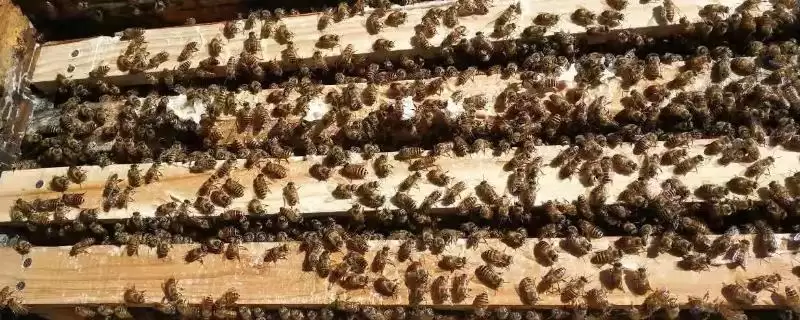 一箱蜜蜂的价格，通常需要300-600元左右-会东网