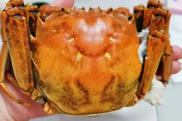 如何挑选蟹黄多的母蟹？挑选母蟹判断蟹黄多少要运用哪些方法？插图1