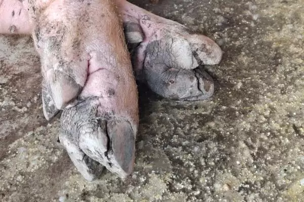 治疗猪肺疫的土方法，将蟾蜍和生姜捣烂再兑醋冲服插图4