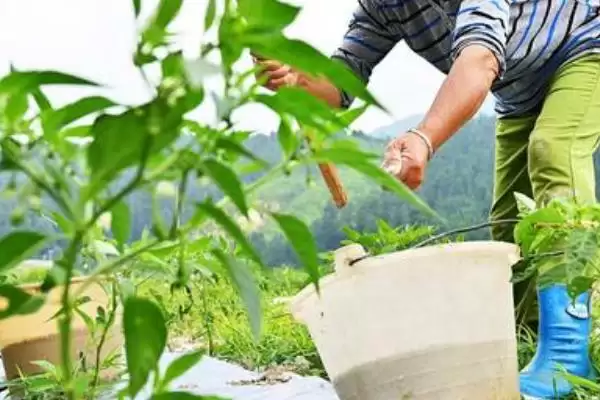 辣椒落叶的原因 ,哪些不适因素会导致辣椒落叶呢？插图2
