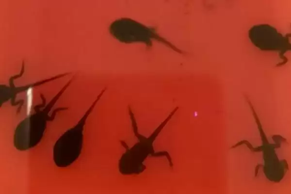 蝌蚪不能变青蛙的原因 ,甲状腺激素如何影响蝌蚪变青蛙？插图3