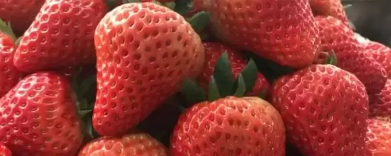 草莓如何播种，与细土拌匀后可撒播至苗床上-会东网