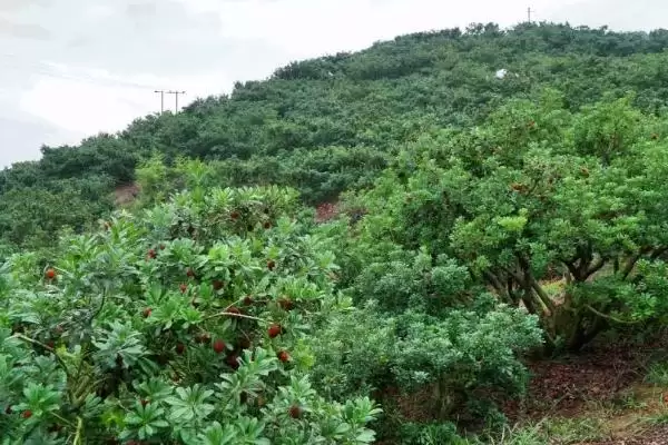 种植杨梅的方法和重点？种植杨梅要做好哪些细节？插图2