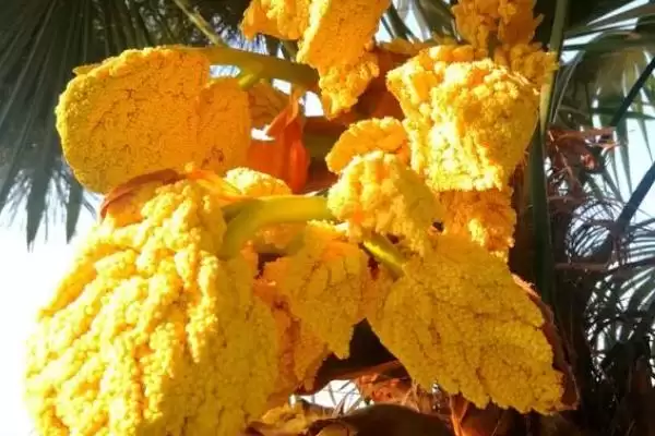 棕树花食用性的要点和依据？判断棕树花能否吃需注意什么？插图3
