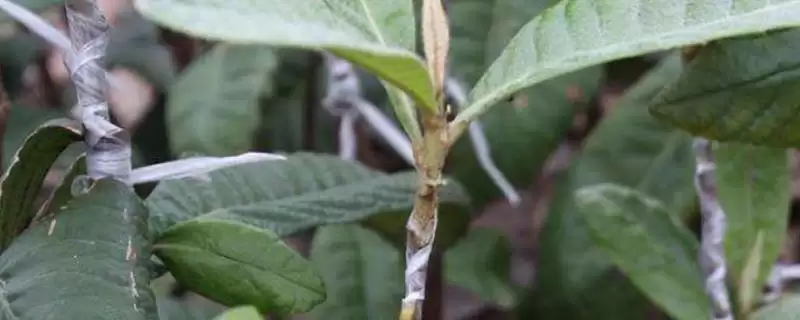 枇杷嫁接后管理秘籍:及时抹除砧木芽的关键步骤插图 枇杷嫁接后管理秘籍:及时抹除砧木芽的关键步骤插图