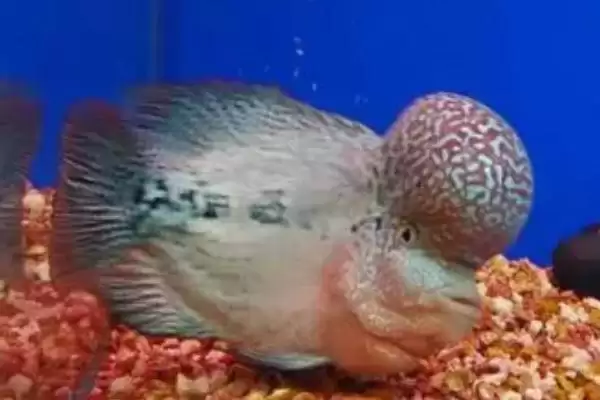 蓝色德萨斯罗汉鱼的养殖难度 ,蓝色德萨斯罗汉鱼好养但为何不能混养？插图2