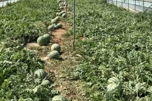 解决雨水多西瓜烂叶问题的方法和重点?应对雨水多西瓜烂叶要做好哪些细节?插图2 解决雨水多西瓜烂叶问题的方法和重点?应对雨水多西瓜烂叶要做好哪些细节?插图2